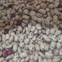 لوبیا فرانسه