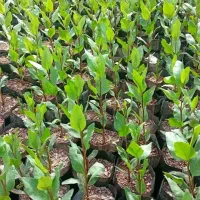 نهال پسته امسالی