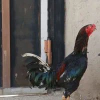 خروس لاری تاج مهر