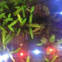 فروش فوری آکواریوم گیاهی|ماهی|شیراز, رازی|دیوار