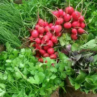نیازمند خانوم جهت کار درمغازه سبزی فروشی