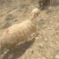 یه عدد میش هشت دندان سالم ابستن داشتی