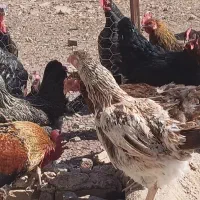 فروش کلی مرغ و خروس بوقلمون معاوضه|حیوانات مزرعه|تاکستان, |دیوار