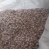 لوبیا چیتی پاکوتاه 270