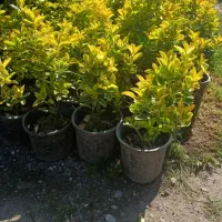 شمشاد طلایی سطل ۳ و ۳ونیم