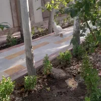 طاووس|پرنده|مشهد, وکیلآباد|دیوار