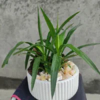 گل آپارتمانی بونسای کادو خاص با گلدان سفالی مخصوص|گل و گیاه طبیعی|مشهد, کارمندان دوم|دیوار