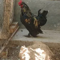 خروس