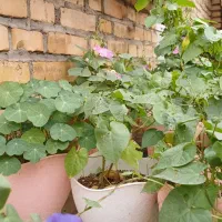 گلهای فصلی قشنگ