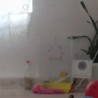 عروس هلندی نروماده تخم گذار