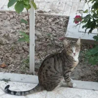 گمشده ، گربه پلنگی  ماده ، ۳ ساله|گربه|تبریز, |دیوار