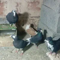 سیاه پلنگ رسمی شیرازی|پرنده|کرمان, |دیوار