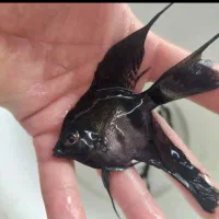 ماهی آکواریومی|ماهی|سبزوار, پیام|دیوار