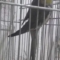عروس هلندی نر مست