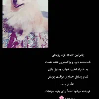 سگ خانگی روباهی