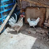 خوب|حیوانات مزرعه|شیراز, کیان آباد|دیوار