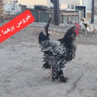 جوجه و مرغ|حیوانات مزرعه|ساوه, |دیوار