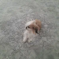 شیتزوفلت|سگ|بندرعباس, |دیوار