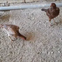 دو عدد مرغ لاری جوان