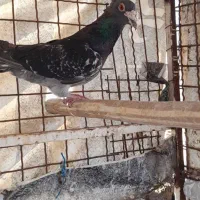 کبوتر کوهی کاکلی پلاکی