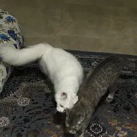 پرشین و dsh رایگان
