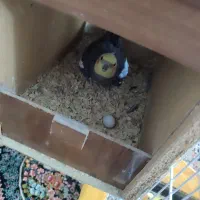 فروش عروس هلندی مولد سخن گو