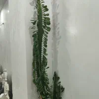 گل آفوربیا|گل و گیاه طبیعی|ایلام, |دیوار