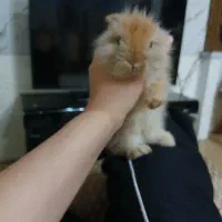 خرگوش ۲ ماهه|موش و خرگوش|فولادشهر, B4|دیوار