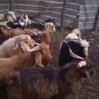 کره کیلویی ۳۰۰|حیوانات مزرعه|پاتاوه, |دیوار