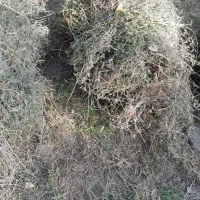 فروش یونجه جفتی 200تومن