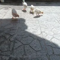 جوجه رنگی ۲ماه