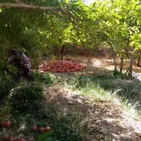 انار هفتادر|خوردنی و آشامیدنی|عقدا, |دیوار