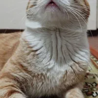 واگذاری گربه