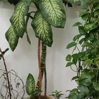 دیفن باخیا غولپیکر