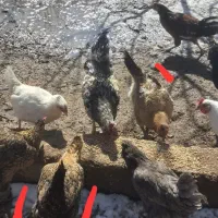 محلی و گلین و بوقلمون