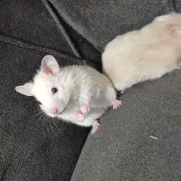 دو بچه همستر نر