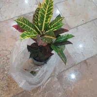 گلخانه گلستان افتتاح شد|گل و گیاه طبیعی|گلستان (تهران), |دیوار