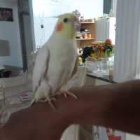 عروس هلندی نر و ماده|پرنده|اصفهان, زاجان|دیوار