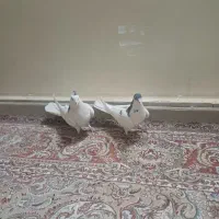 کبوتردمگیر یاسیاه پشت|پرنده|خمینی‌شهر, |دیوار