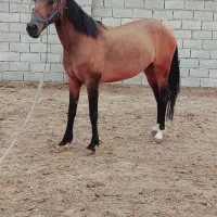 اسب ترکمن|اسب و تجهیزات اسبسواری|قرق, |دیوار