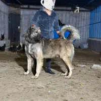 سگ سرابی ذات قدیم
