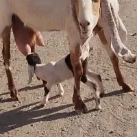 بز شیرا|حیوانات مزرعه|شهرآباد, |دیوار