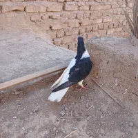 کبوتر|پرنده|رفسنجان, |دیوار