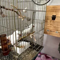 راهب جفت سفید و جفت زرد و ابی