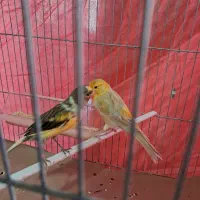 قناری معاوضه و فروش