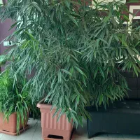 امستل سالم و سر حال