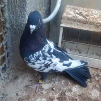 خال چپ و زاغ صید و سینه سیاه|پرنده|مشهد, نیزه|دیوار