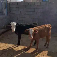 دو عدد گوساله نر سیمینتال