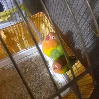 کوتوله برزیلی باهمه ی وسایل هاش