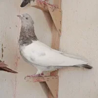 سینه سوسنی ماده گوک سبز نر
